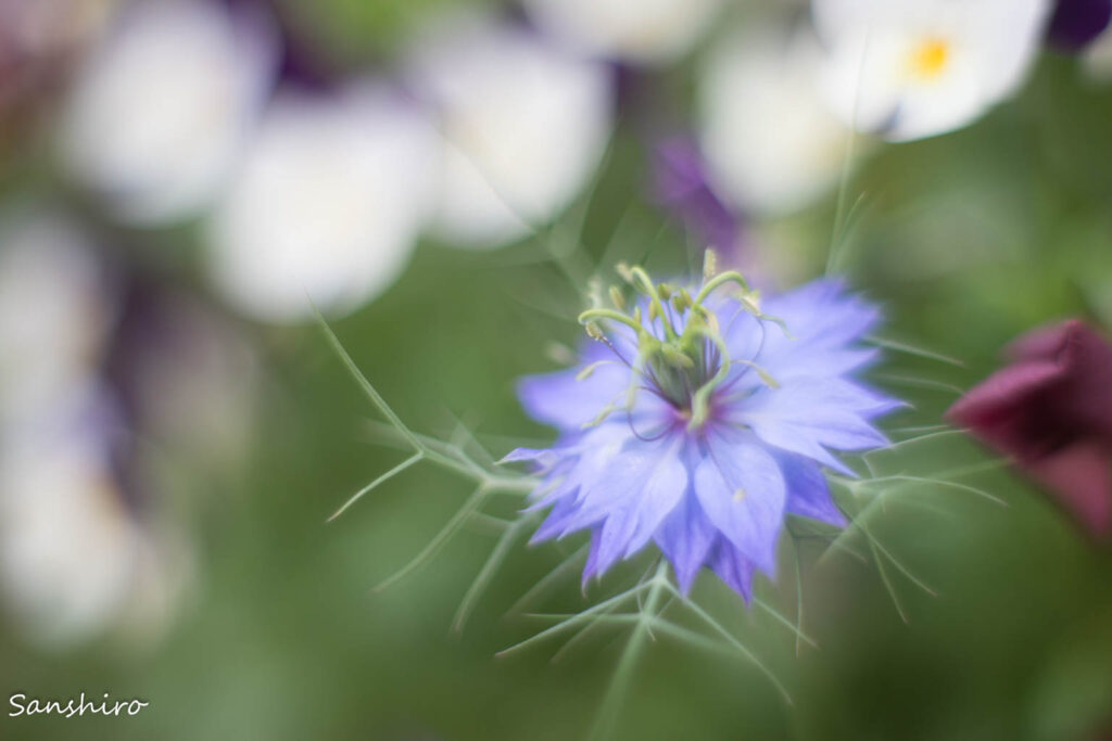 OLYMPUS G.ZUIKO AUTO-S 50mm F1.4 － オリンパス GズイコーAUTO-S