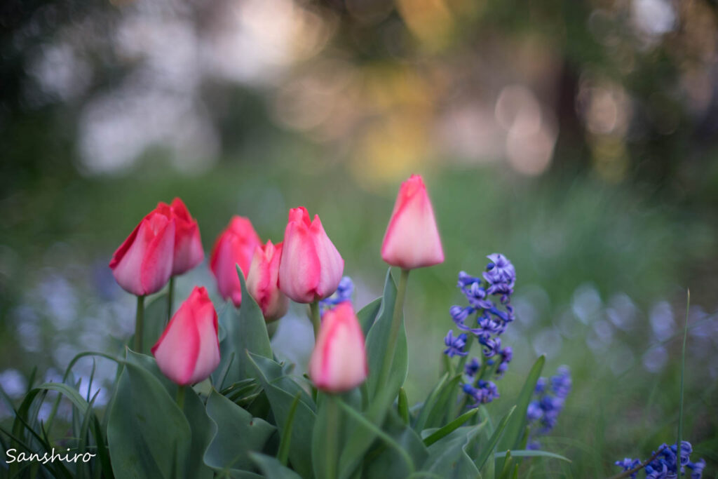 NIKON NIKKOR-S Auto 55mm F1.2 － ニッコールS オート55mm F1.2