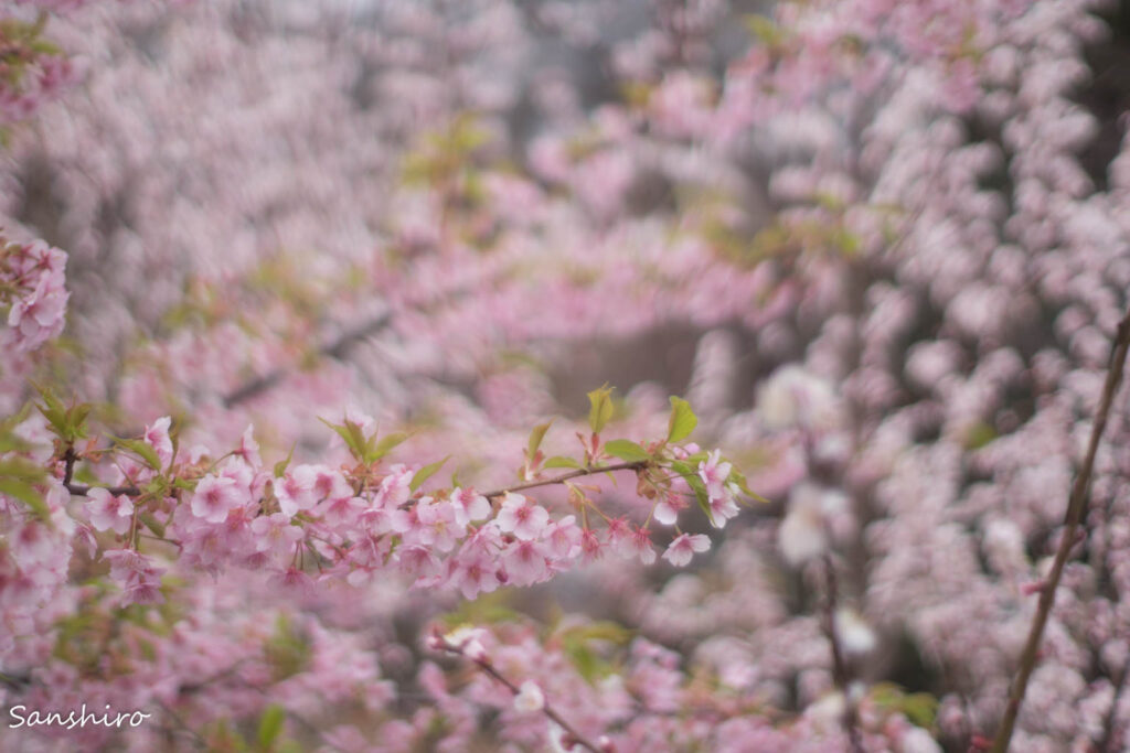 OLYMPUS G.ZUIKO AUTO-S 50mm F1.4 － オリンパス GズイコーAUTO-S