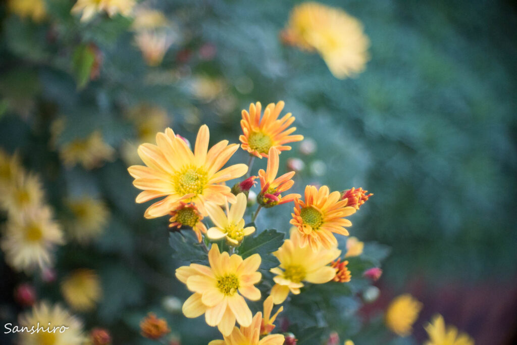 Kodak Cine-Ektar 25mm F1.9 － コダック シネエクター25mm F1.9