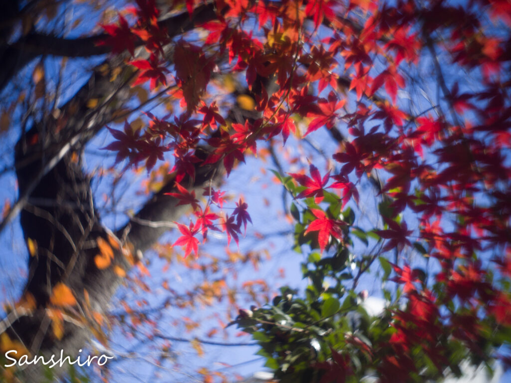 ZUNOW Elmo Cine 13mm F1.1 － ズノー シネエルモ13mm F1.1